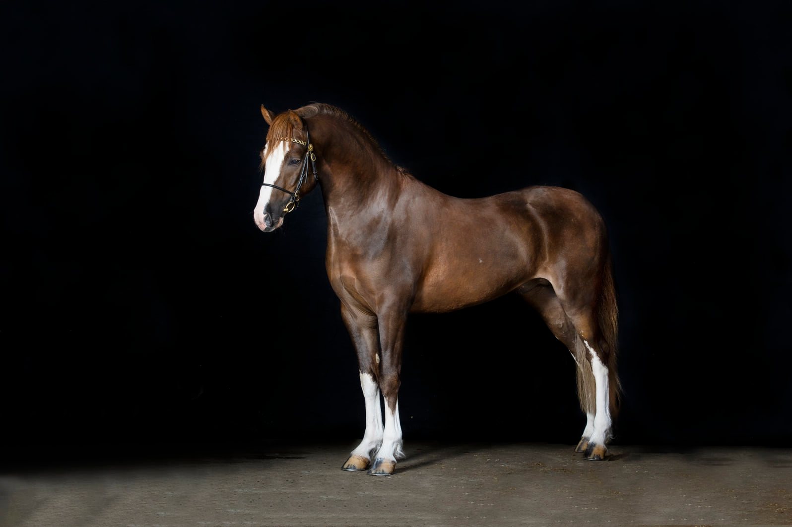 Welsh Pony Stallions